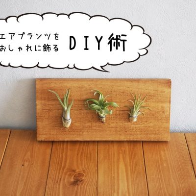 エアプランツをおしゃれに飾る方法