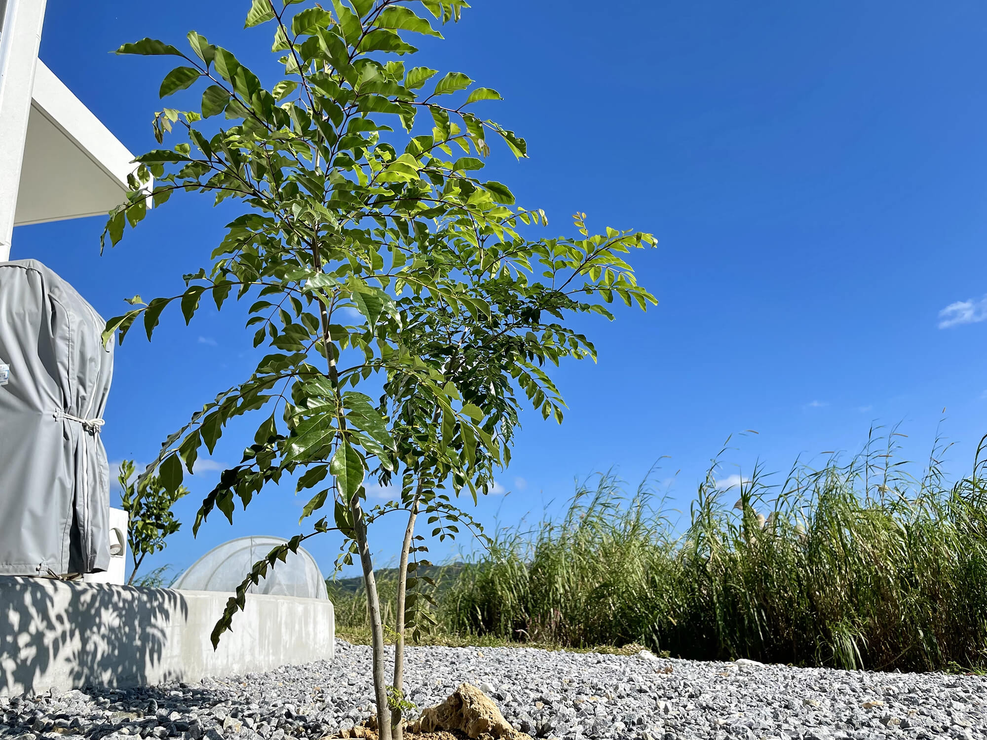 庭のシマトネリコが大きくなりすぎないよう鉢植えに【お試し1年経過】 | くらのら