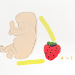 妊娠11週の赤ちゃんのサイズはイチゴ