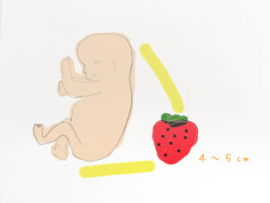 妊娠11週の赤ちゃんのサイズはイチゴ